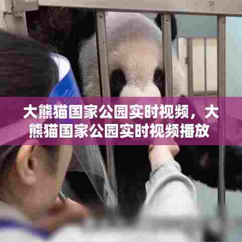 大熊猫国家公园实时视频,大熊猫国家公园实时视频播放