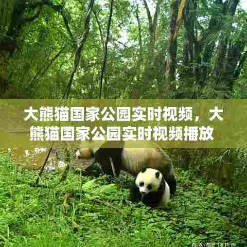 大熊猫国家公园实时视频,大熊猫国家公园实时视频播放