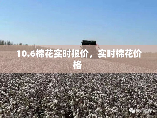 10.6棉花实时报价,实时棉花价格