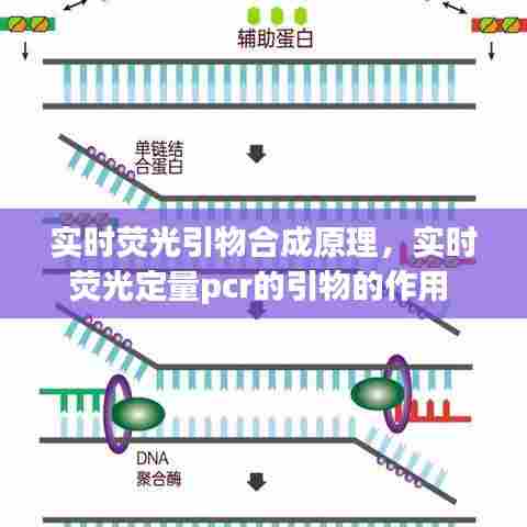 实时荧光引物合成原理，实时荧光定量pcr的引物的作用 