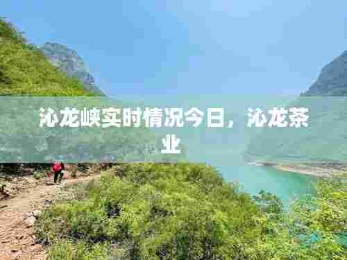 沁龙峡实时情况今日，沁龙茶业 