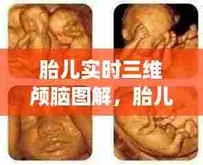 胎儿实时三维颅脑图解，胎儿三维视频 