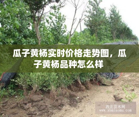 瓜子黄杨实时价格走势图，瓜子黄杨品种怎么样 