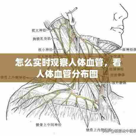 怎么实时观察人体血管，看人体血管分布图 