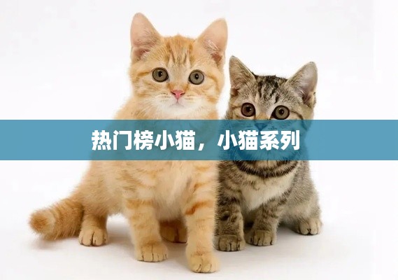 热门榜小猫，小猫系列 