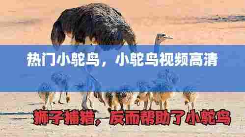 热门小鸵鸟，小鸵鸟视频高清 