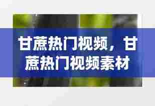 甘蔗热门视频,甘蔗热门视频素材