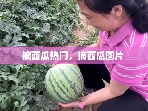 摘西瓜热门，摘西瓜图片 