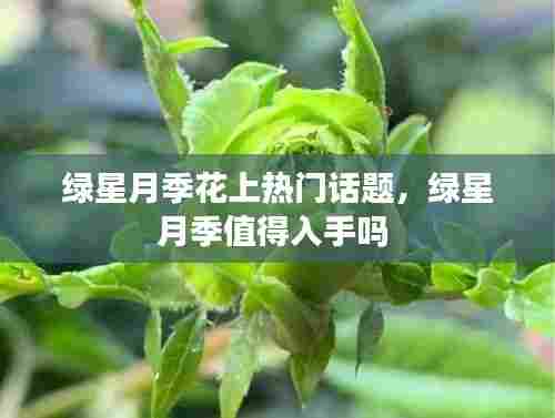 绿星月季花上热门话题，绿星月季值得入手吗 
