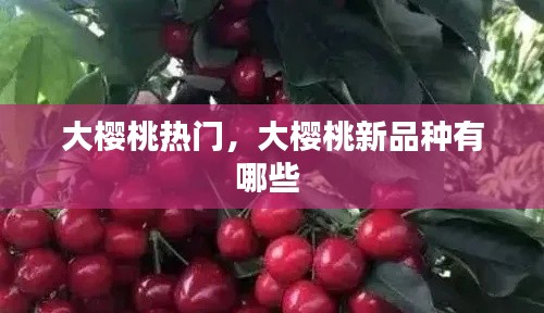 大樱桃热门，大樱桃新品种有哪些 
