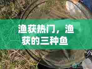 渔获热门，渔获的三种鱼 