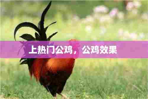上热门公鸡，公鸡效果 
