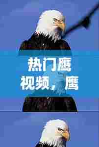 热门鹰视频，鹰的短视频 