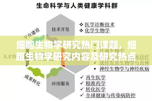 细胞生物学研究热门课题，细胞生物学研究内容及研究热点领域 