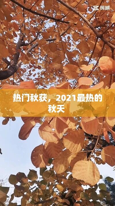 热门秋获，2021最热的秋天 