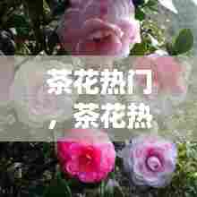 茶花热门，茶花热门产品排行榜 