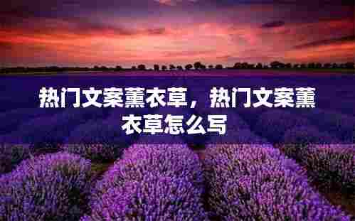 热门文案薰衣草，热门文案薰衣草怎么写 