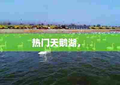 热门天鹅湖， 