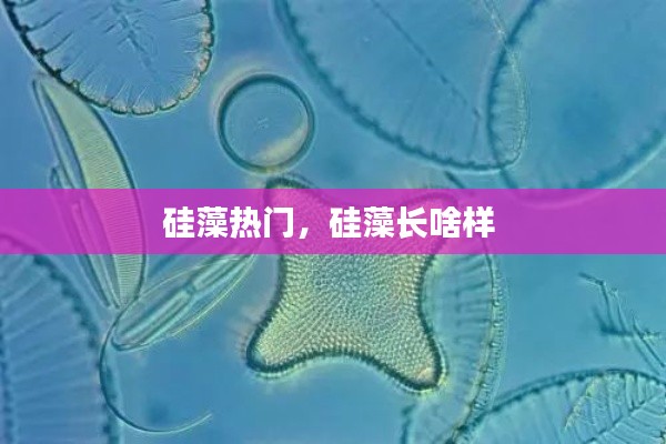 硅藻热门，硅藻长啥样 
