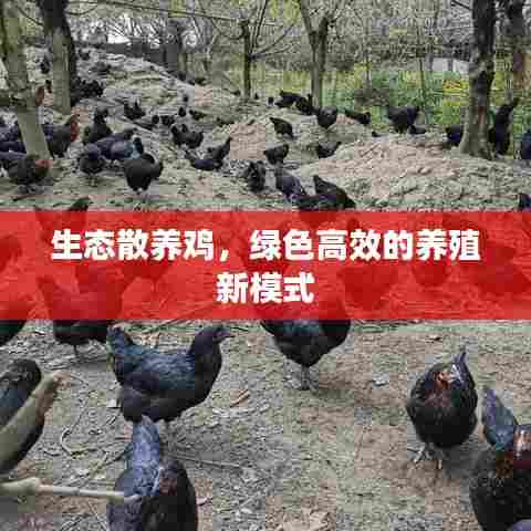 生态散养鸡,绿色高效的养殖新模式