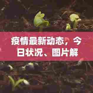疫情最新动态,今日状况、图片解读与分析报告