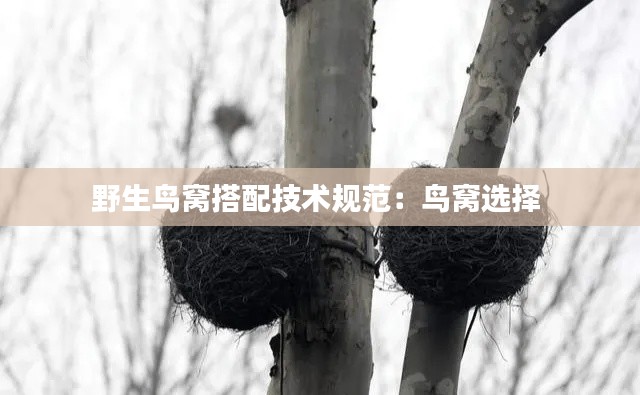 野生鸟窝搭配技术规范：鸟窝选择 