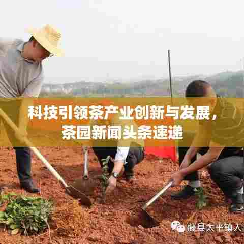 科技引领茶产业创新与发展,茶园新闻头条速递