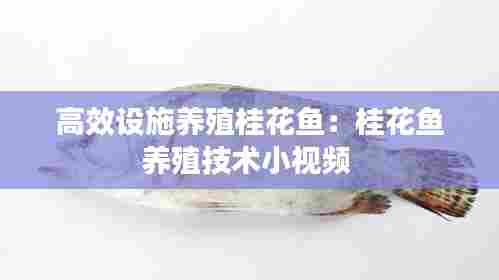 高效设施养殖桂花鱼：桂花鱼养殖技术小视频 
