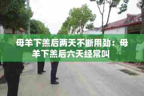 母羊下羔后两天不断用劲：母羊下羔后六天经常叫 