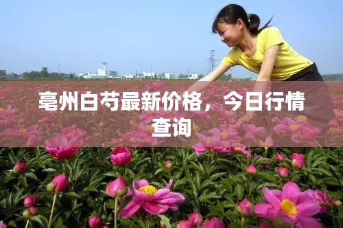 亳州白芍最新价格，今日行情查询