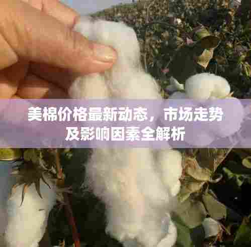 美棉价格最新动态，市场走势及影响因素全解析