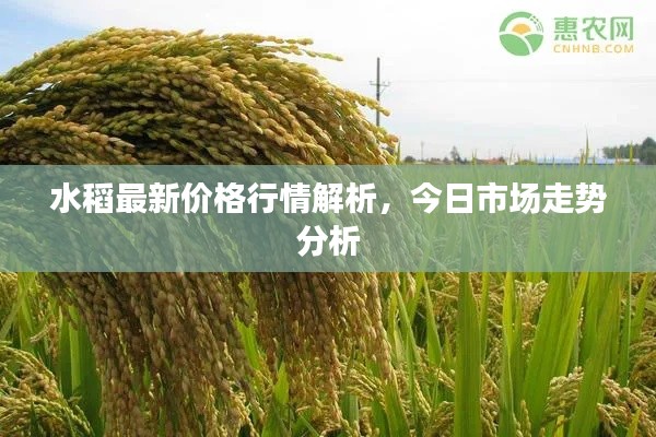 水稻最新价格行情解析,今日市场走势分析