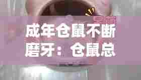 成年仓鼠不断磨牙：仓鼠总是磨牙 