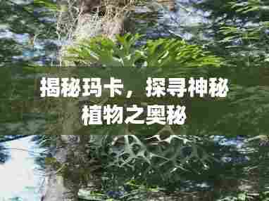 揭秘玛卡，探寻神秘植物之奥秘