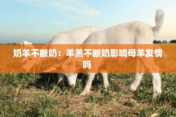 奶羊不断奶：羊羔不断奶影响母羊发情吗 