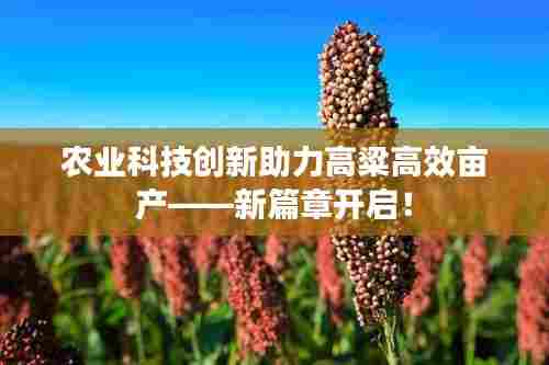 农业科技创新助力高粱高效亩产——新篇章开启！
