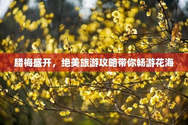腊梅盛开，绝美旅游攻略带你畅游花海