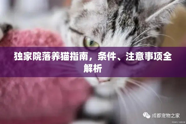 独家院落养猫指南，条件、注意事项全解析