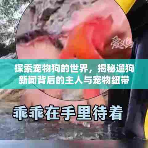 探索宠物狗的世界，揭秘遛狗新闻背后的主人与宠物纽带
