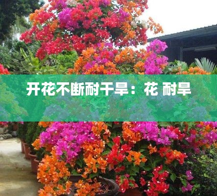 开花不断耐干旱:花 耐旱