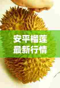 安平榴莲最新行情，价格走势、购买指南一网打尽！