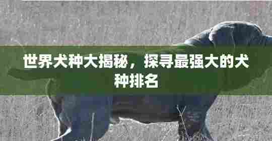 世界犬种大揭秘，探寻最强大的犬种排名