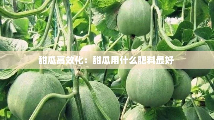 甜瓜高效化：甜瓜用什么肥料最好 