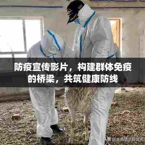 防疫宣传影片，构建群体免疫的桥梁，共筑健康防线
