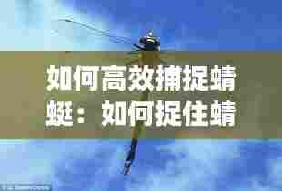 如何高效捕捉蜻蜓：如何捉住蜻蜓 