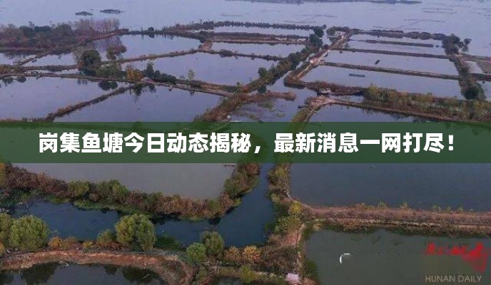 岗集鱼塘今日动态揭秘，最新消息一网打尽！