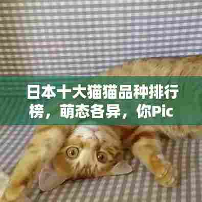 日本十大猫猫品种排行榜，萌态各异，你Pick哪一个？