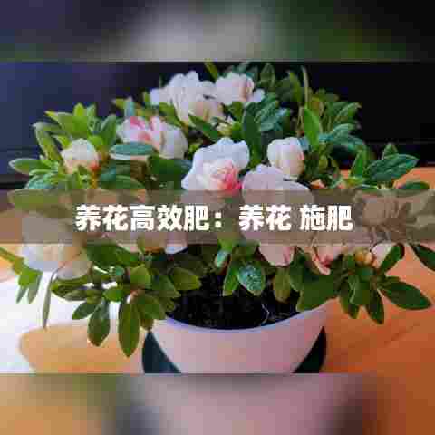 养花高效肥：养花 施肥 