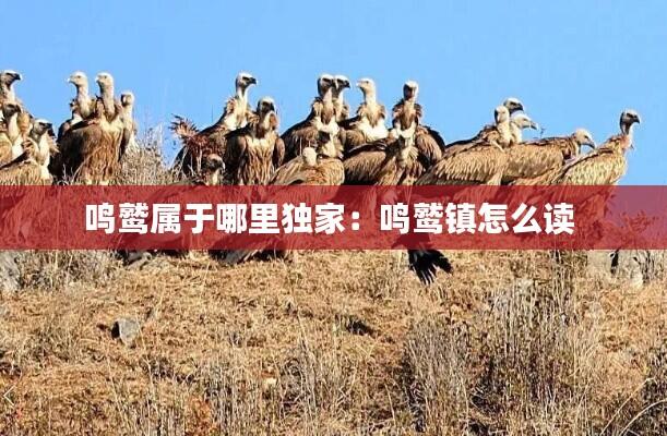 鸣鹫属于哪里独家：鸣鹫镇怎么读 