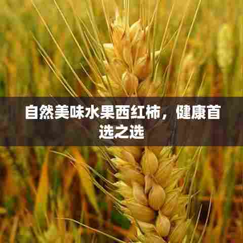 自然美味水果西红柿，健康首选之选